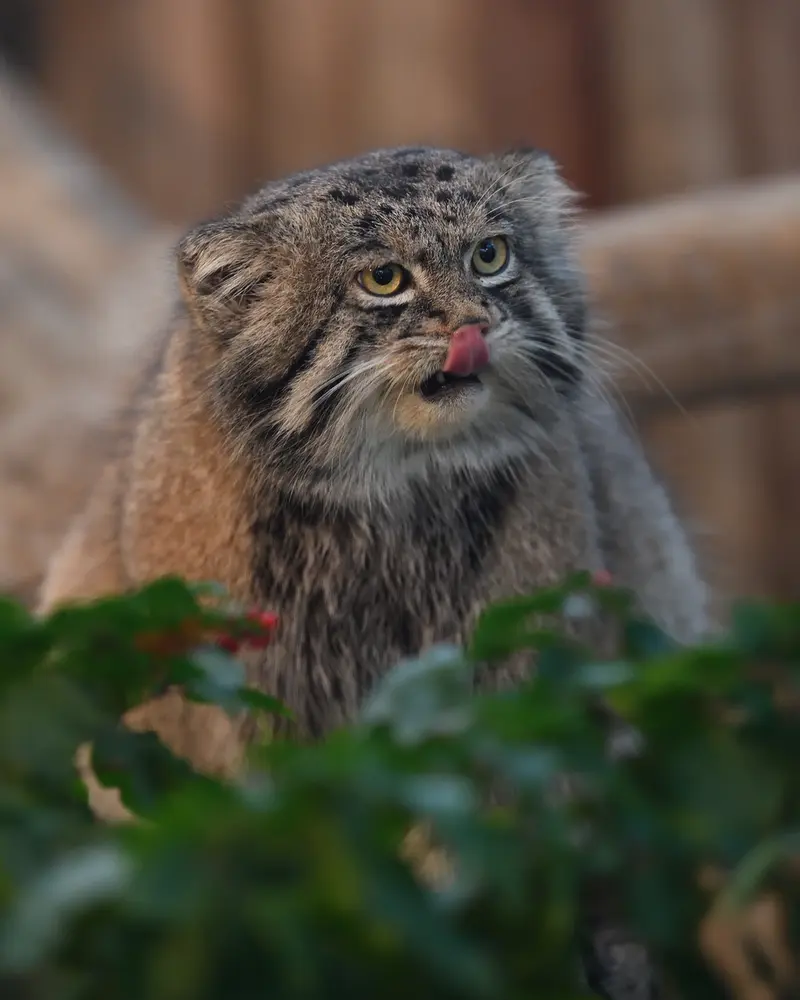 Фотография Нара в Царстве Животных Кобе