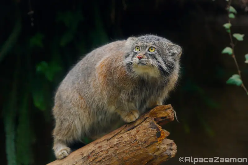 Фотография Нара в Царстве Животных Кобе