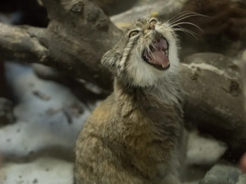 Фотография Примулы в Зоопарке Уено