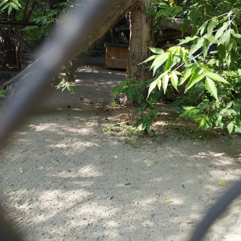 Фотография с манулом в Новосибирском Зоопарке