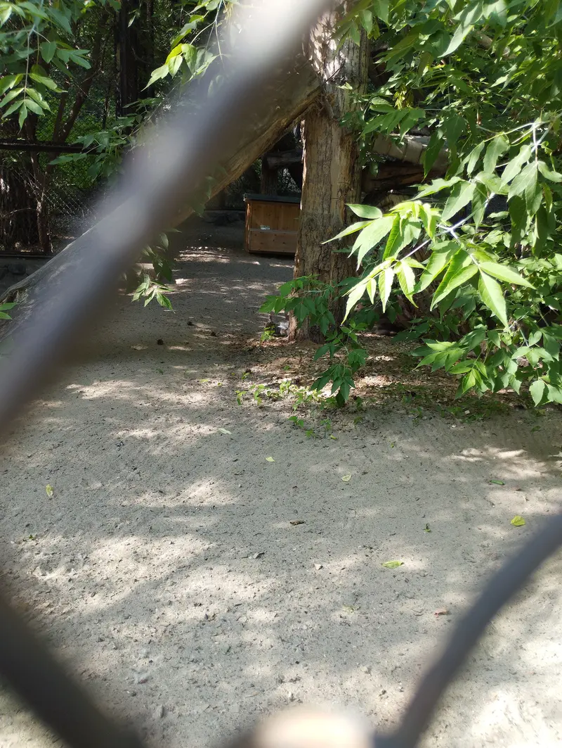 Фотография с манулом в Новосибирском Зоопарке