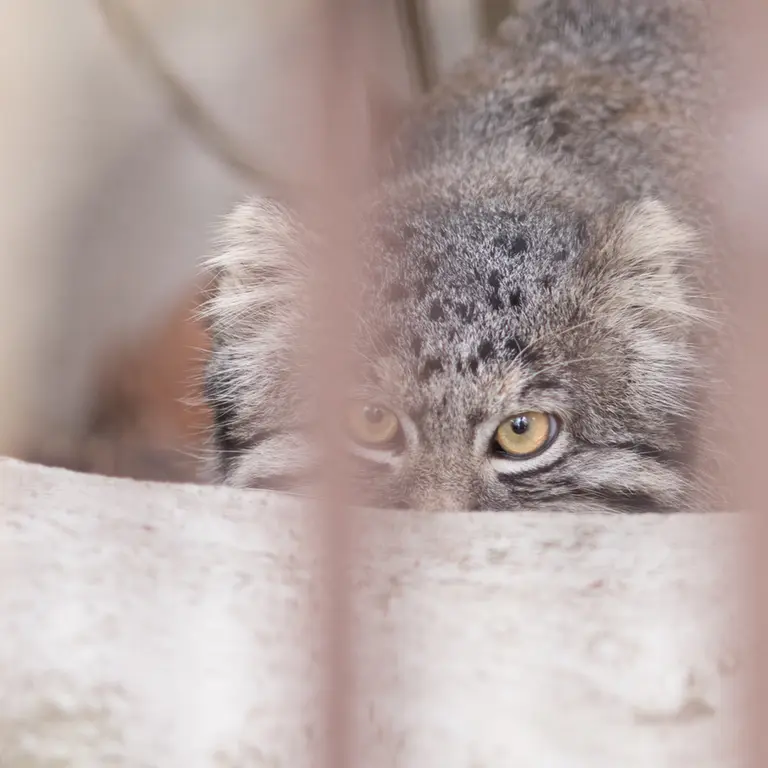 Фотография Фиги в Зоопарке Ногеяме