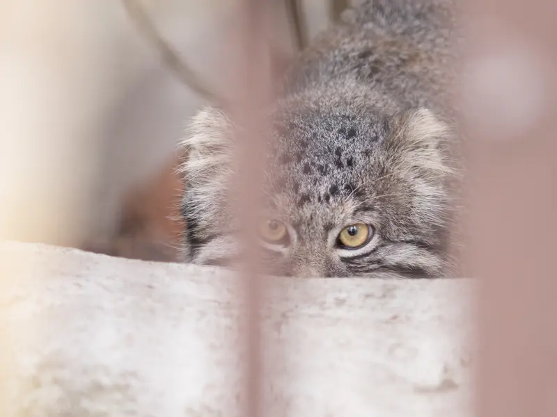 Фотография Фиги в Зоопарке Ногеяме