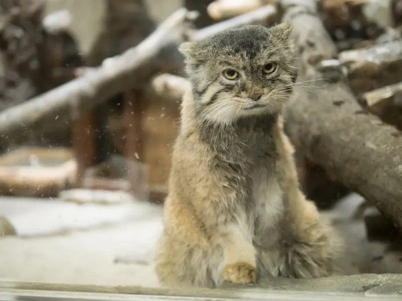 Фотография Примулы в Зоопарке Уено