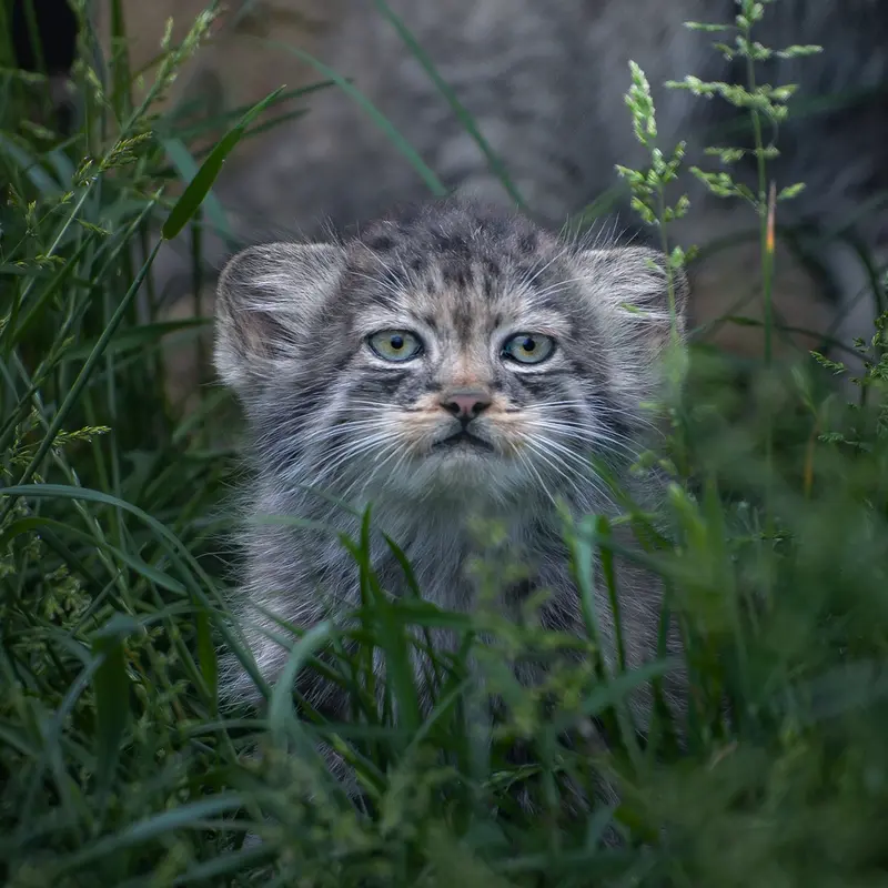 Фотография с манулом в Парке диких животных Порт-Лимпн