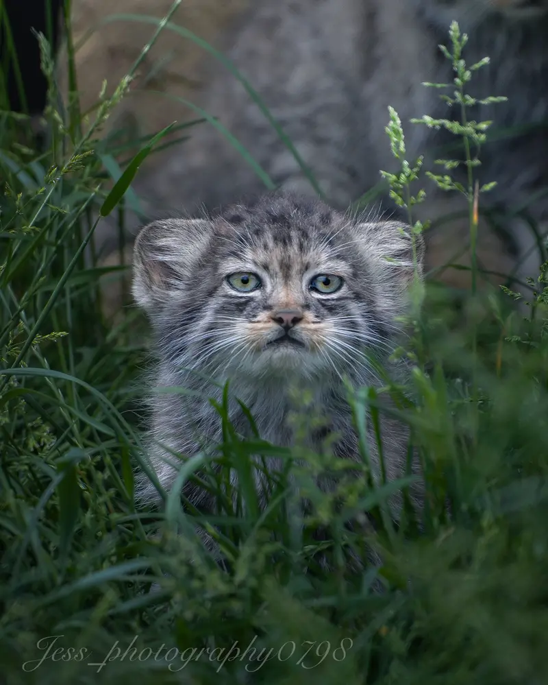 Фотография с манулом в Парке диких животных Порт-Лимпн