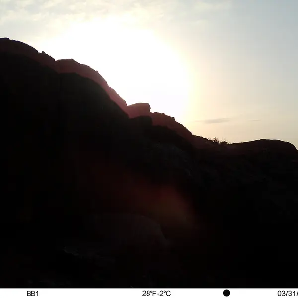 Фотография Сибирского Манула с фотоловушки Актас-Кункора