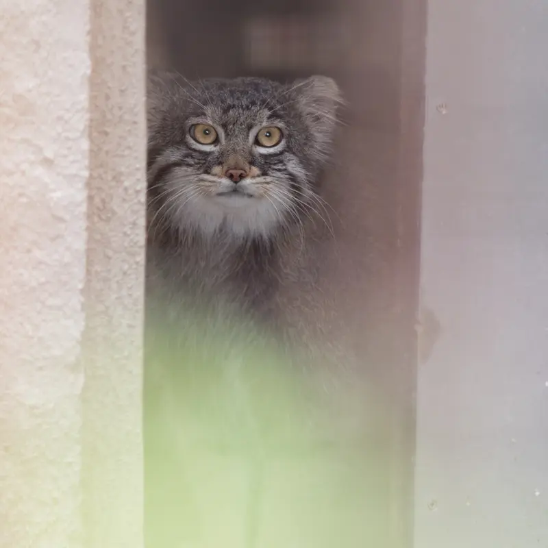 Фотография Фиги в Зоопарке Ногеяме