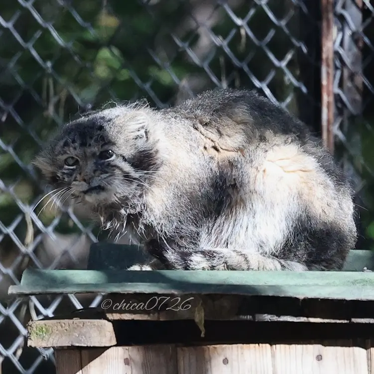 Фотография Караганды в Новосибирском Зоопарке