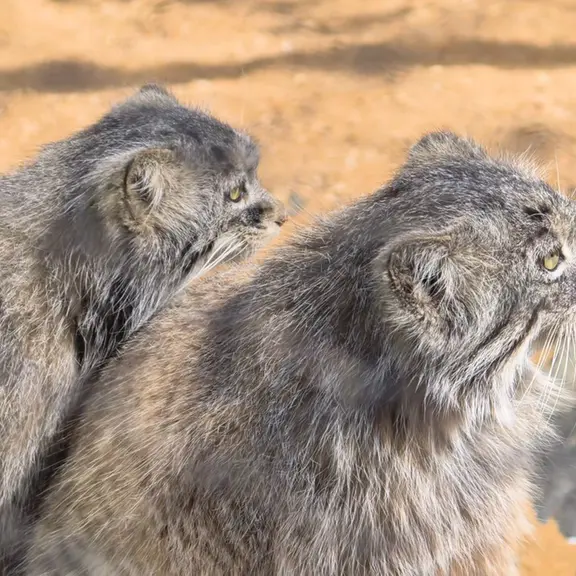 Фотография с манулом в Пражском Зоопарке