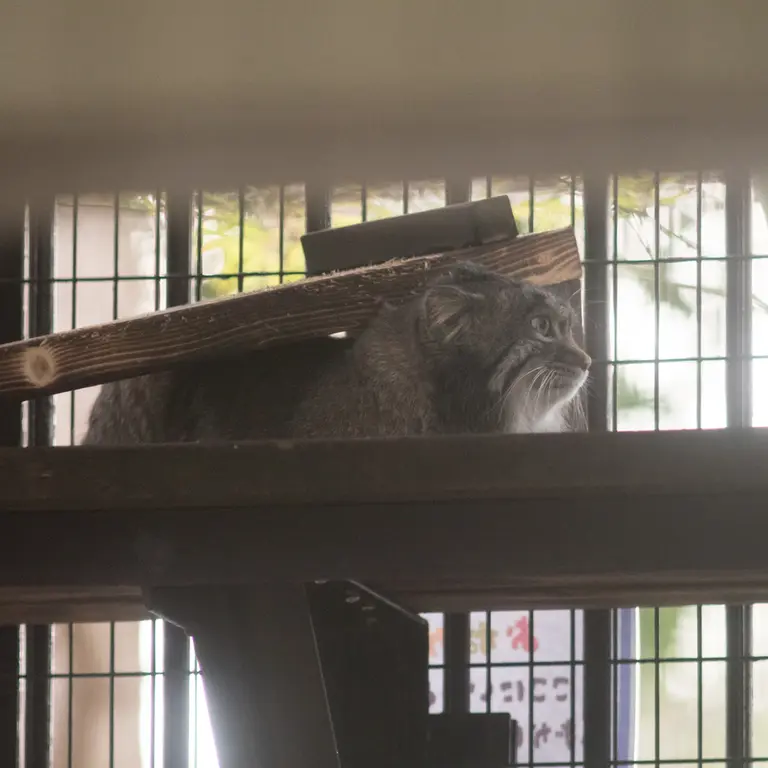 Фотография Фиги в Зоопарке Ногеяме