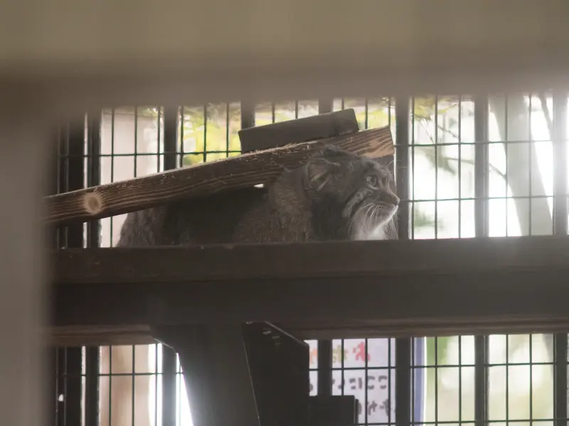 Фотография Фиги в Зоопарке Ногеяме