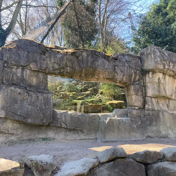 Фотография с манулом в Роттердамском Зоопарке