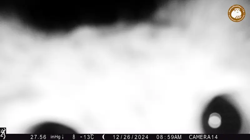 Фотография Сибирского Манула с фотоловушки Жиланды