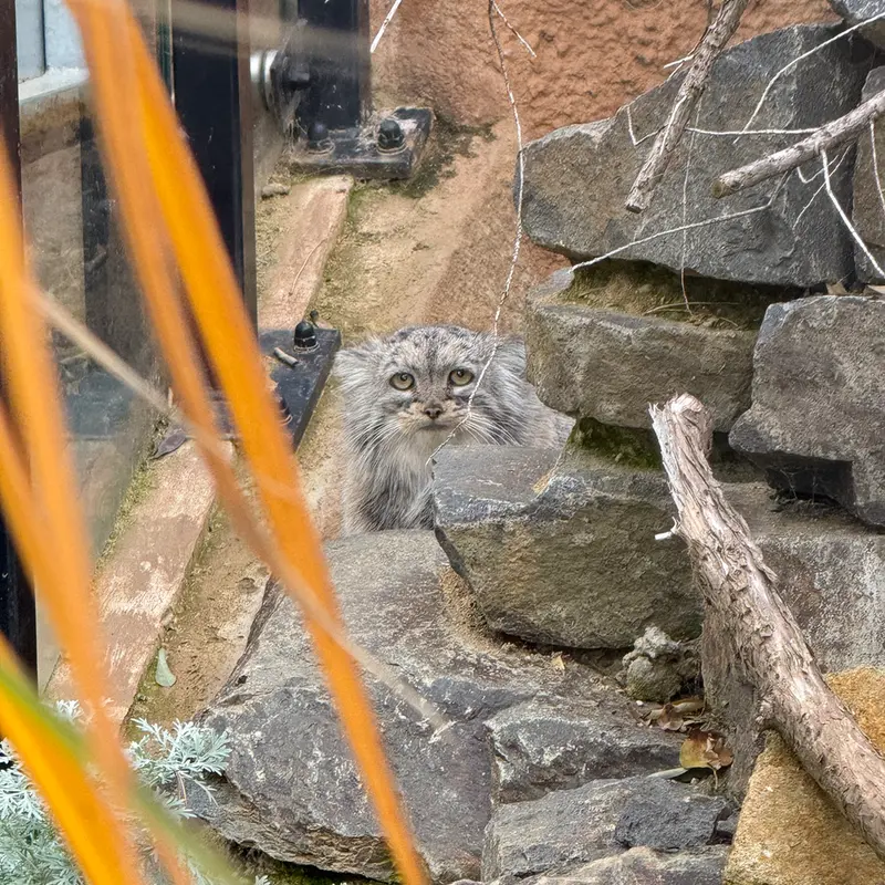 Фотография Принцессы в Пражском Зоопарке