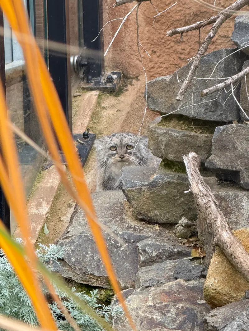 Фотография Принцессы в Пражском Зоопарке