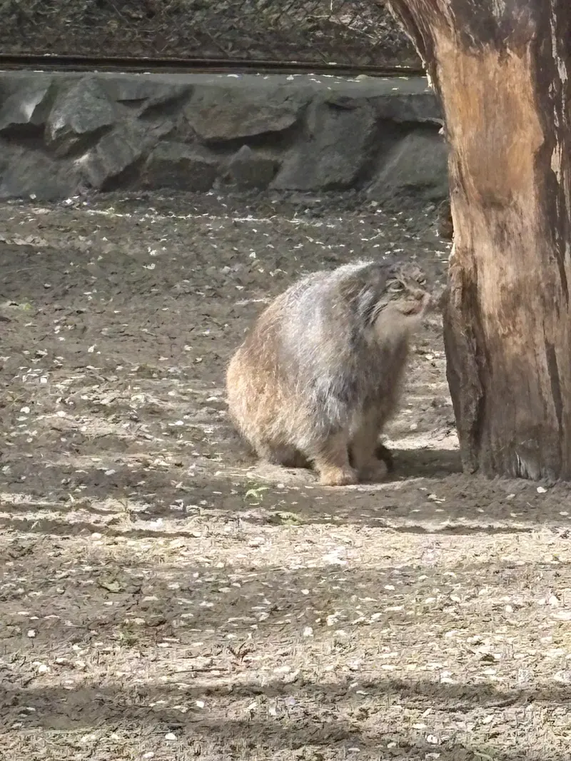 Фотография с манулом в Новосибирском Зоопарке