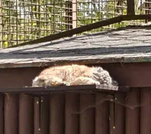 Фотография Мойры в Остравском Зоопарке