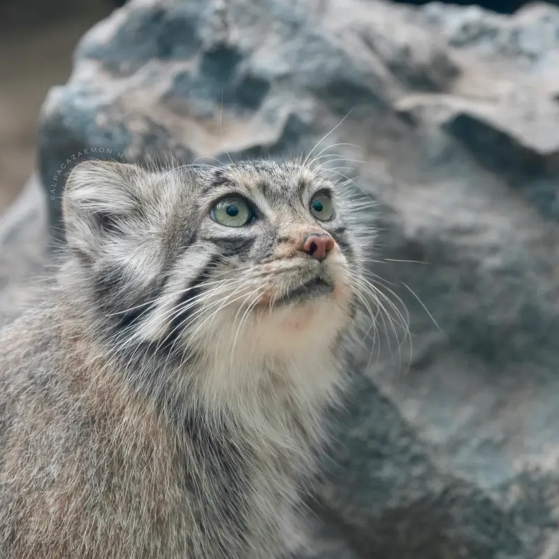 Фотография Аз в Царстве Животных Кобе