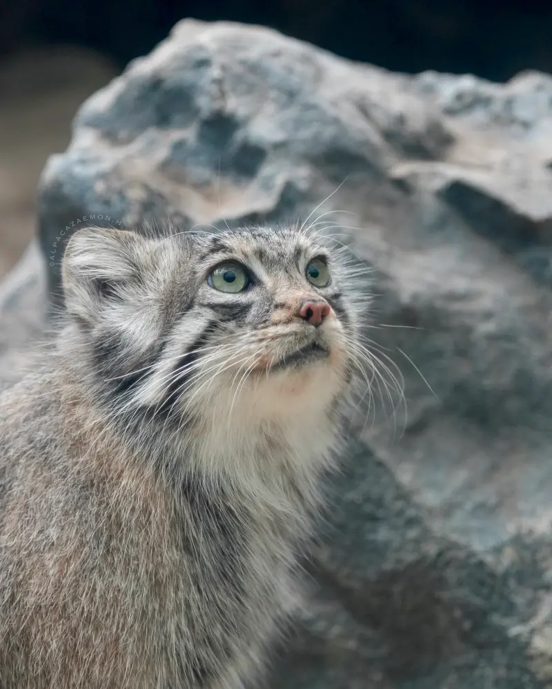 Фотография Аз в Царстве Животных Кобе