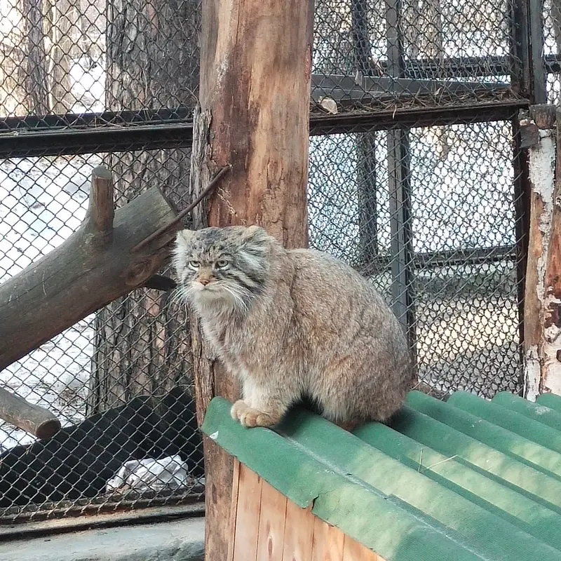 Фотография Жоры в Новосибирском Зоопарке