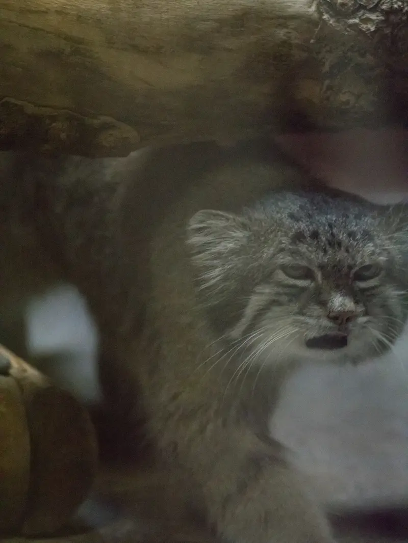 Фотография Клёна в Зоопарке Уено