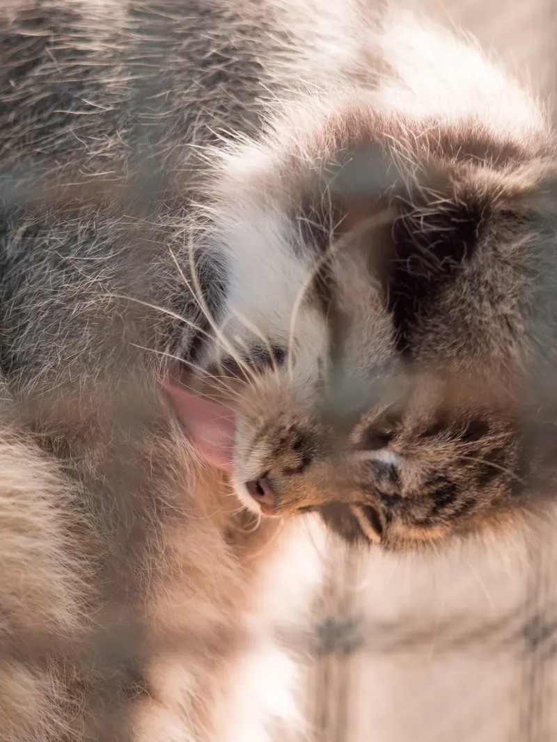 Фотография Ириса в Зоопарке Кобе Оджи