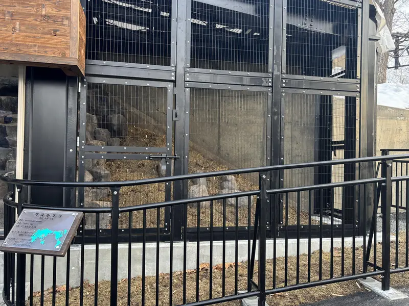 Фотография с манулом в Зоопарке Асахияма