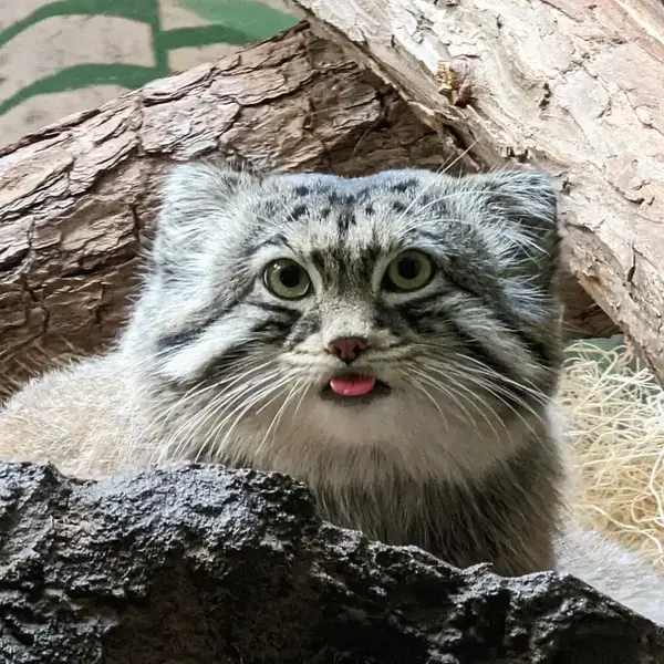 Фотография с манулом