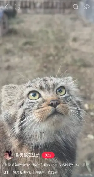 Фотография с манулом