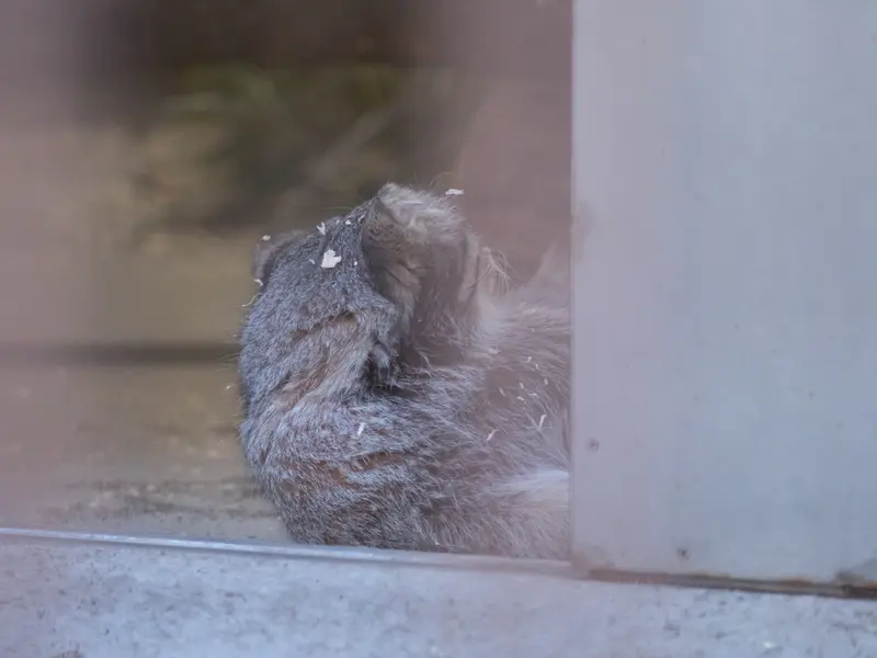 Фотография Фиги в Зоопарке Ногеяме