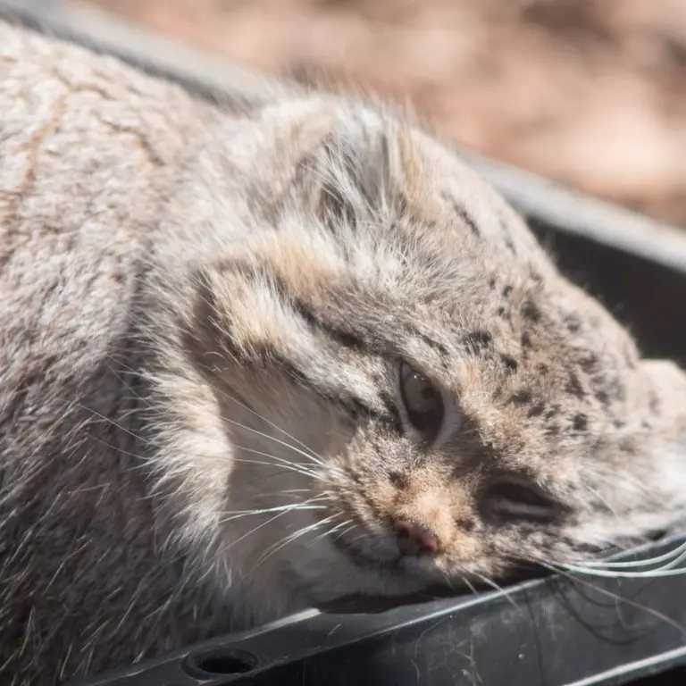Фотография Лотоса в Детском зоопарке Сайтама