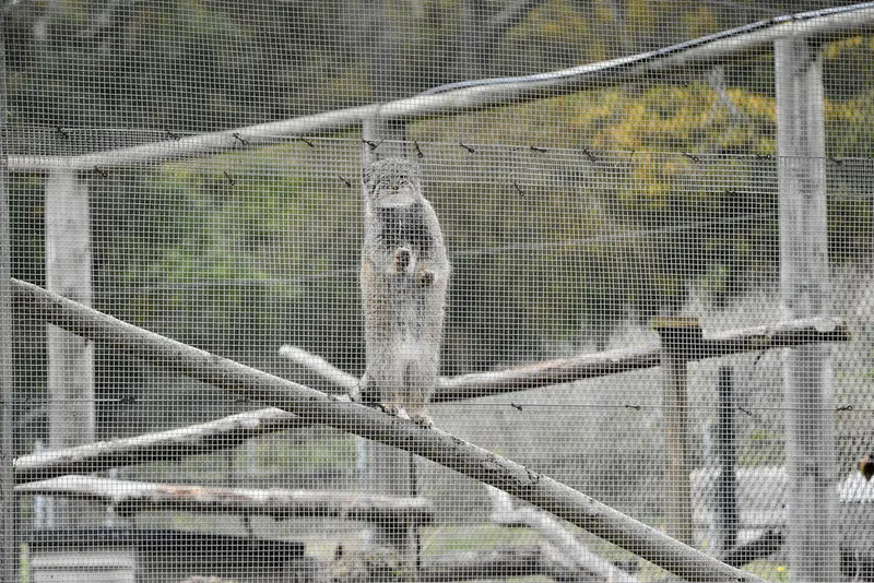 Фотография Хараа в Парке диких животных Порт-Лимпн
