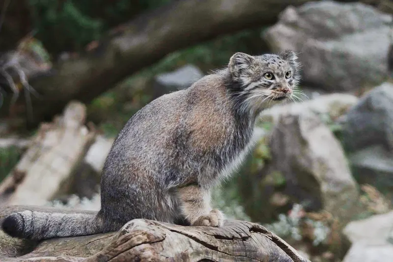 Фотография Зарины в Вроцлавском Зоопарке
