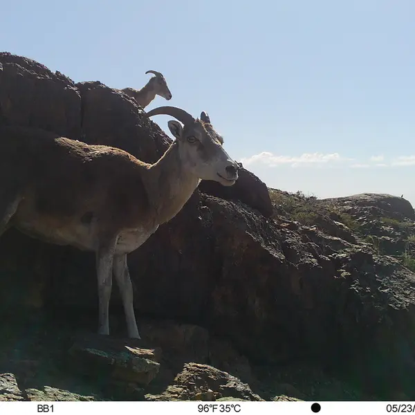 Фотография Аргали с фотоловушки Актас-Кункора