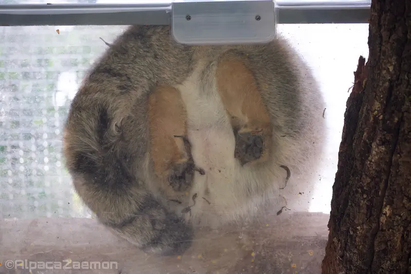 Фотография Аз в Царстве Животных Кобе