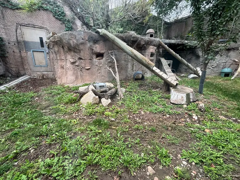 Фотография с манулом