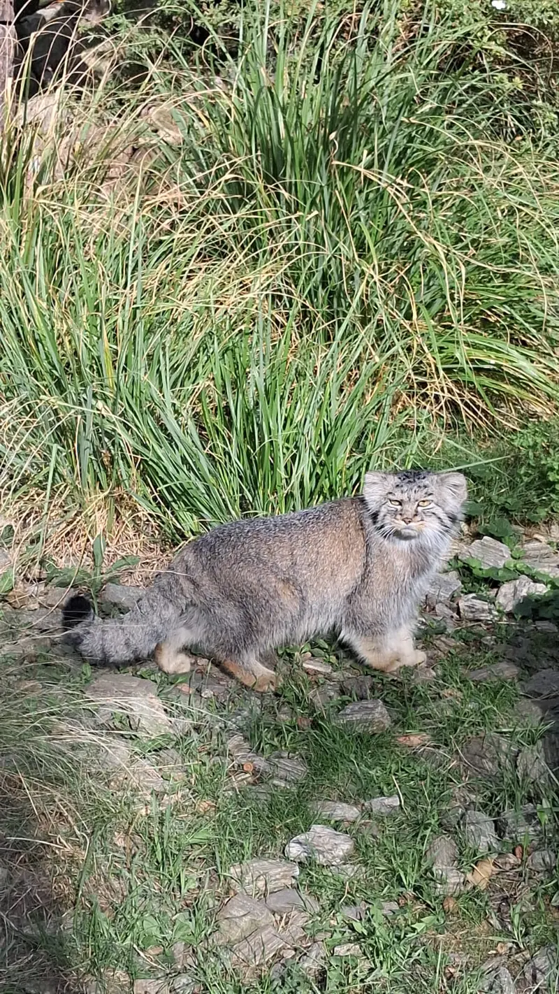 Фотография с манулом