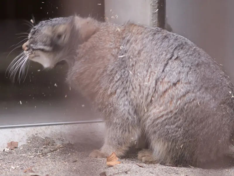 Фотография Фиги в Зоопарке Ногеяме