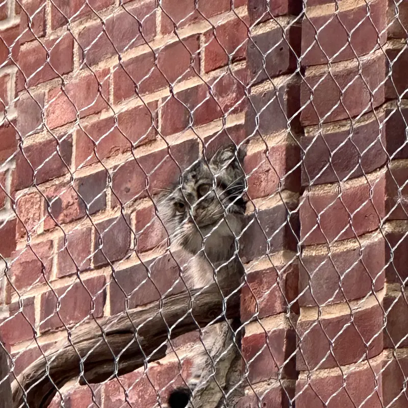 Фотография с манулом в Зоопарке Проспект-парка