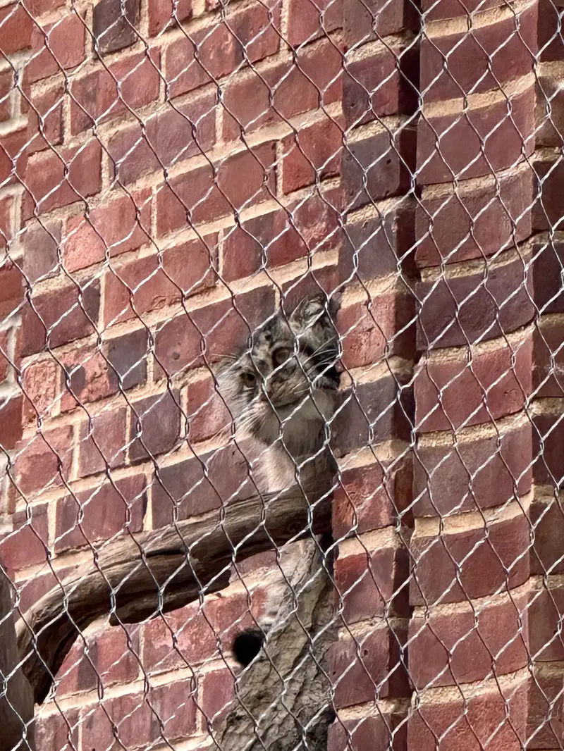 Фотография с манулом в Зоопарке Проспект-парка