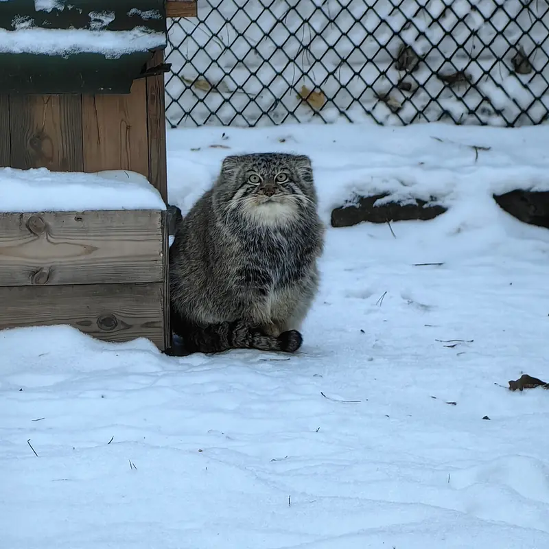 Фотография Евчика 2024 Г.р. Ⅰ в Новосибирском Зоопарке