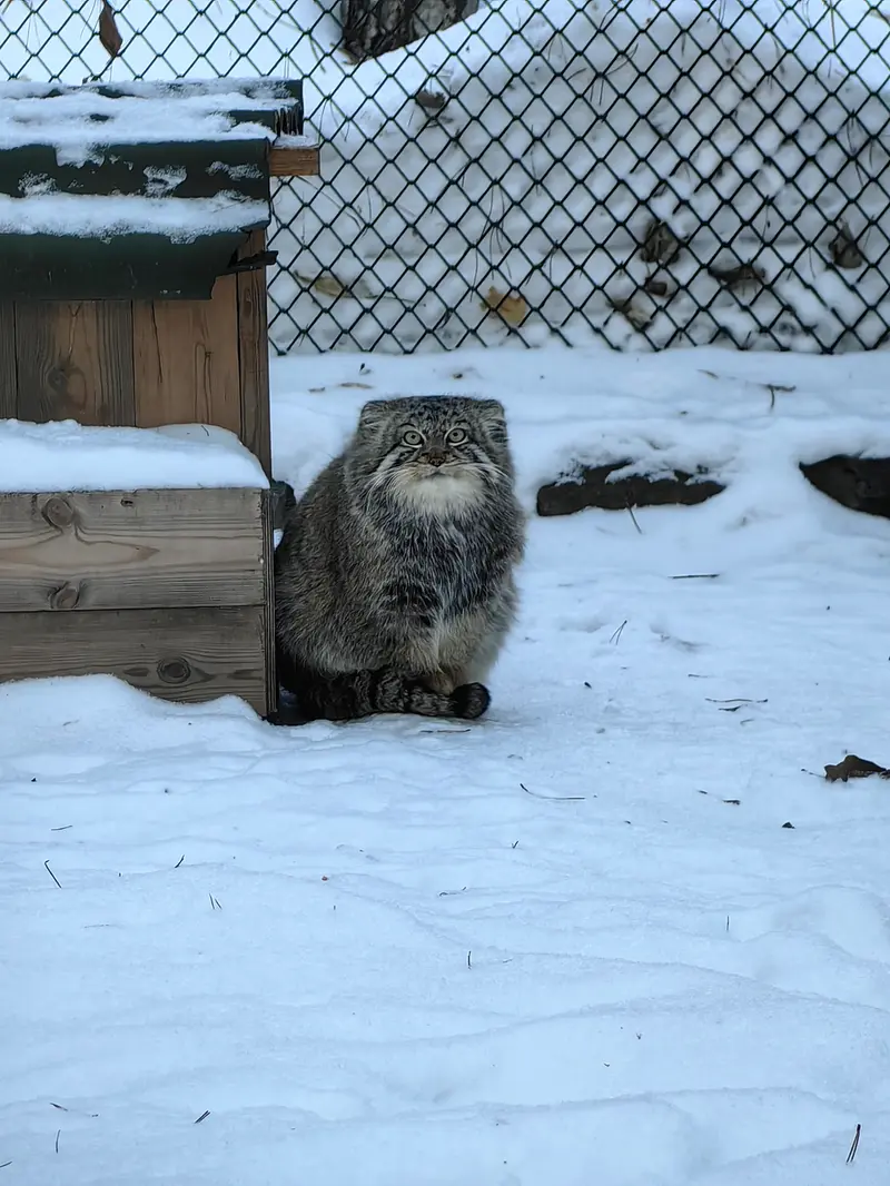 Фотография Евчика 2024 Г.р. Ⅰ в Новосибирском Зоопарке