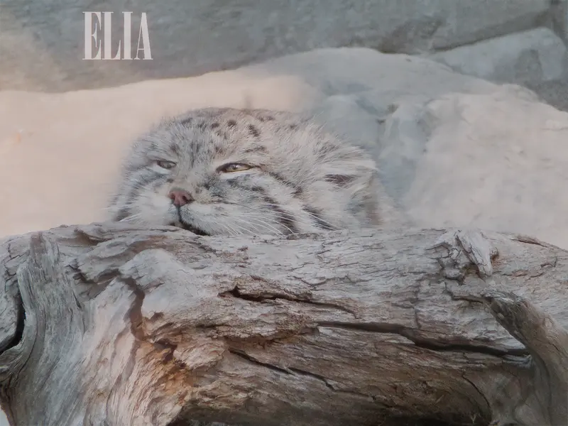 Фотография Олафа в Зоопарке Калгари / Институте Уайлдере