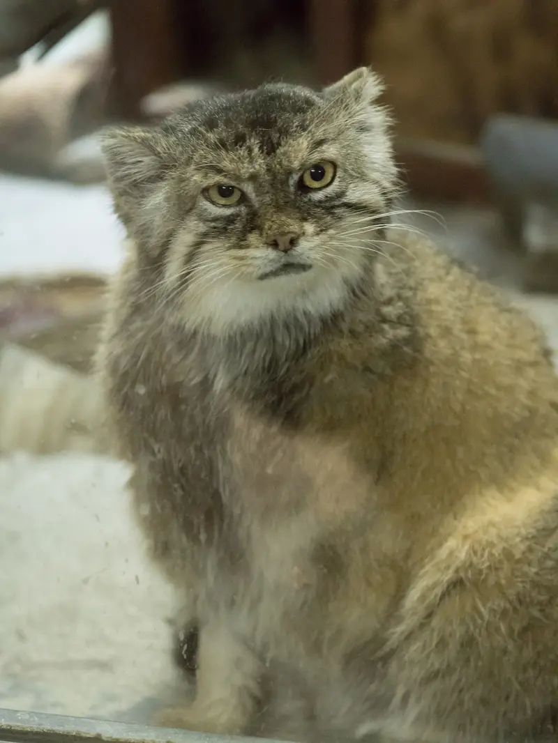 Фотография Примулы в Зоопарке Уено