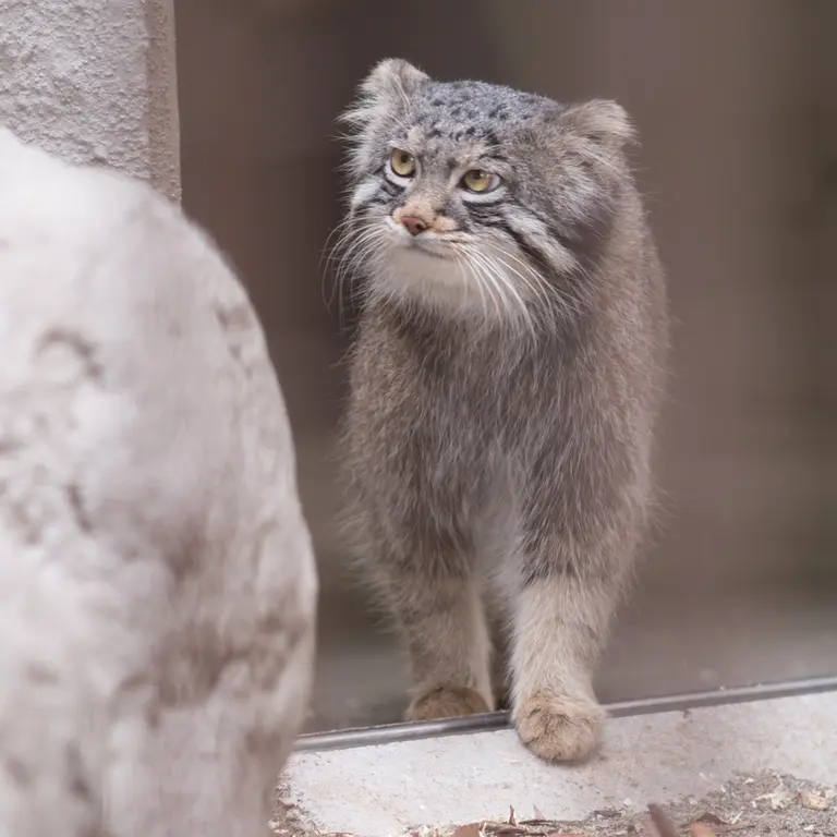 Фотография Фиги в Зоопарке Ногеяме