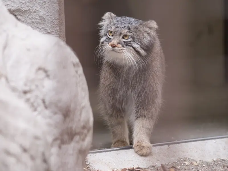 Фотография Фиги в Зоопарке Ногеяме