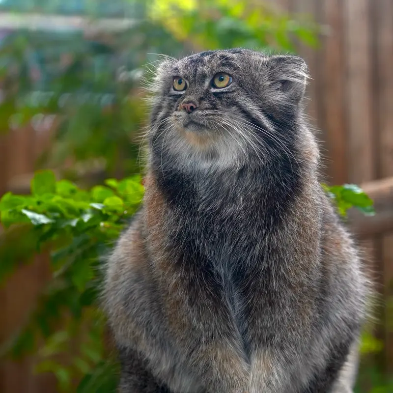 Фотография Нара в Царстве Животных Кобе