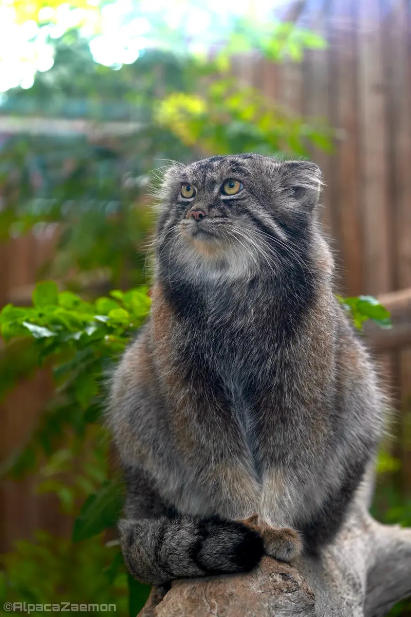 Фотография Нара в Царстве Животных Кобе