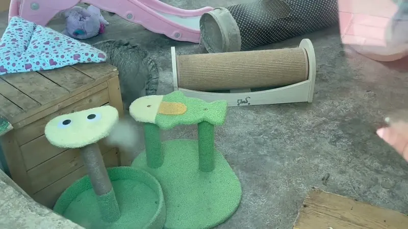 Видео Суня Саньлана в Зоопарке дикой природы Цинхай-Тибетского нагорья